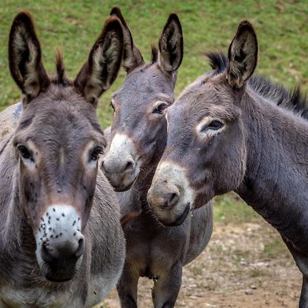 Tourist Farm Gradisnik Leilighet Solčava Eksteriør bilde