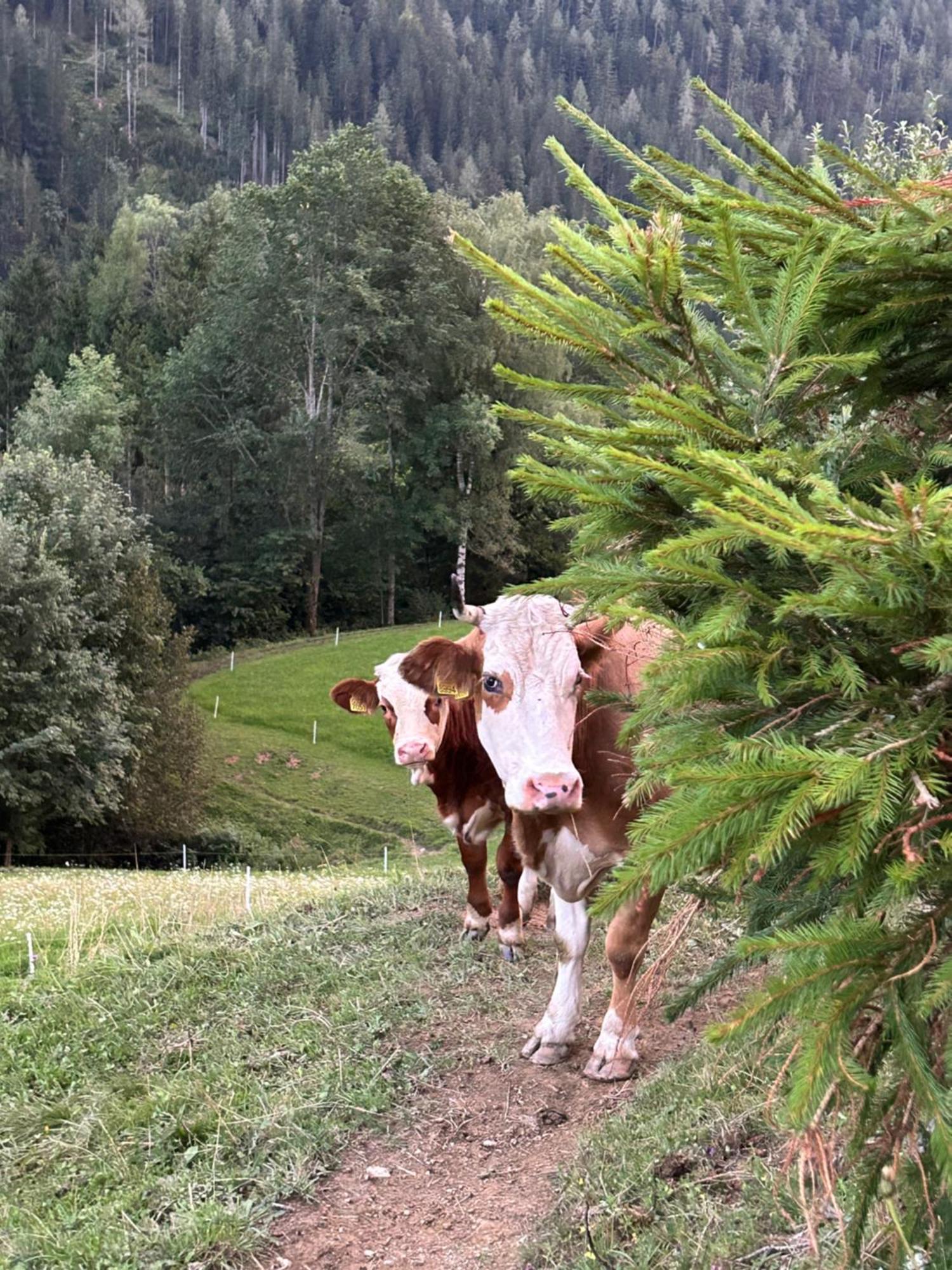 Tourist Farm Gradisnik Leilighet Solčava Eksteriør bilde