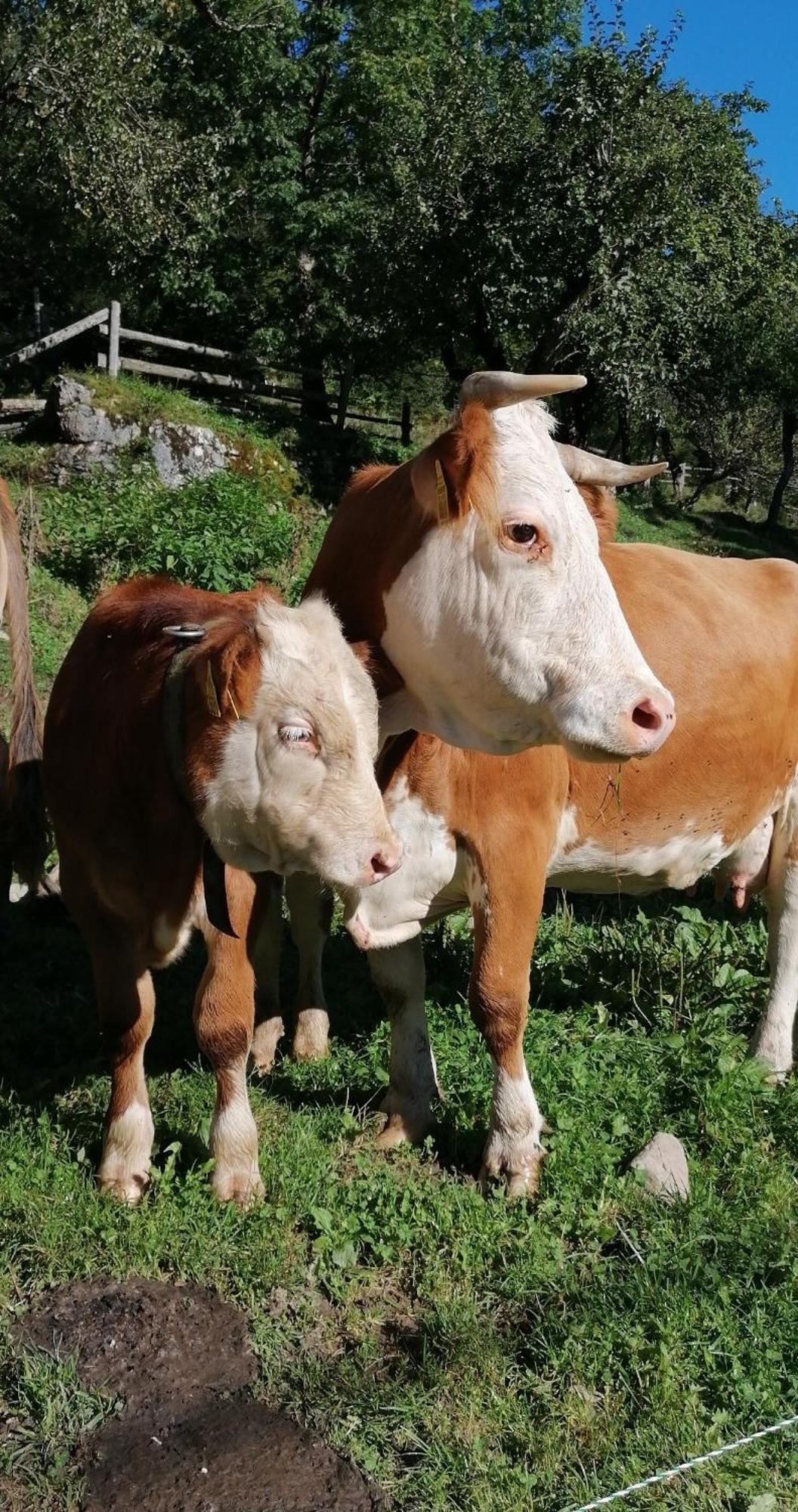 Tourist Farm Gradisnik Leilighet Solčava Eksteriør bilde